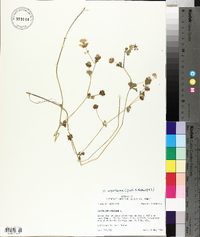 Trifolium nigrescens image