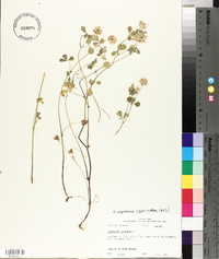 Trifolium nigrescens image