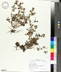 Trifolium lappaceum image