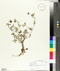 Trifolium lappaceum image