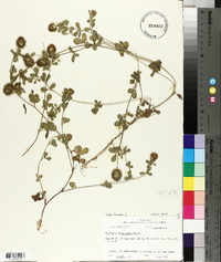 Trifolium lappaceum image