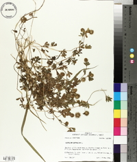 Trifolium lappaceum image