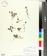 Trifolium lappaceum image