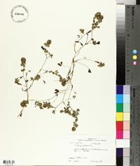 Trifolium lappaceum image