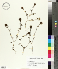 Trifolium lappaceum image