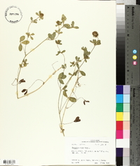 Trifolium lappaceum image