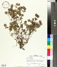 Trifolium lappaceum image