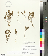 Trifolium lappaceum image