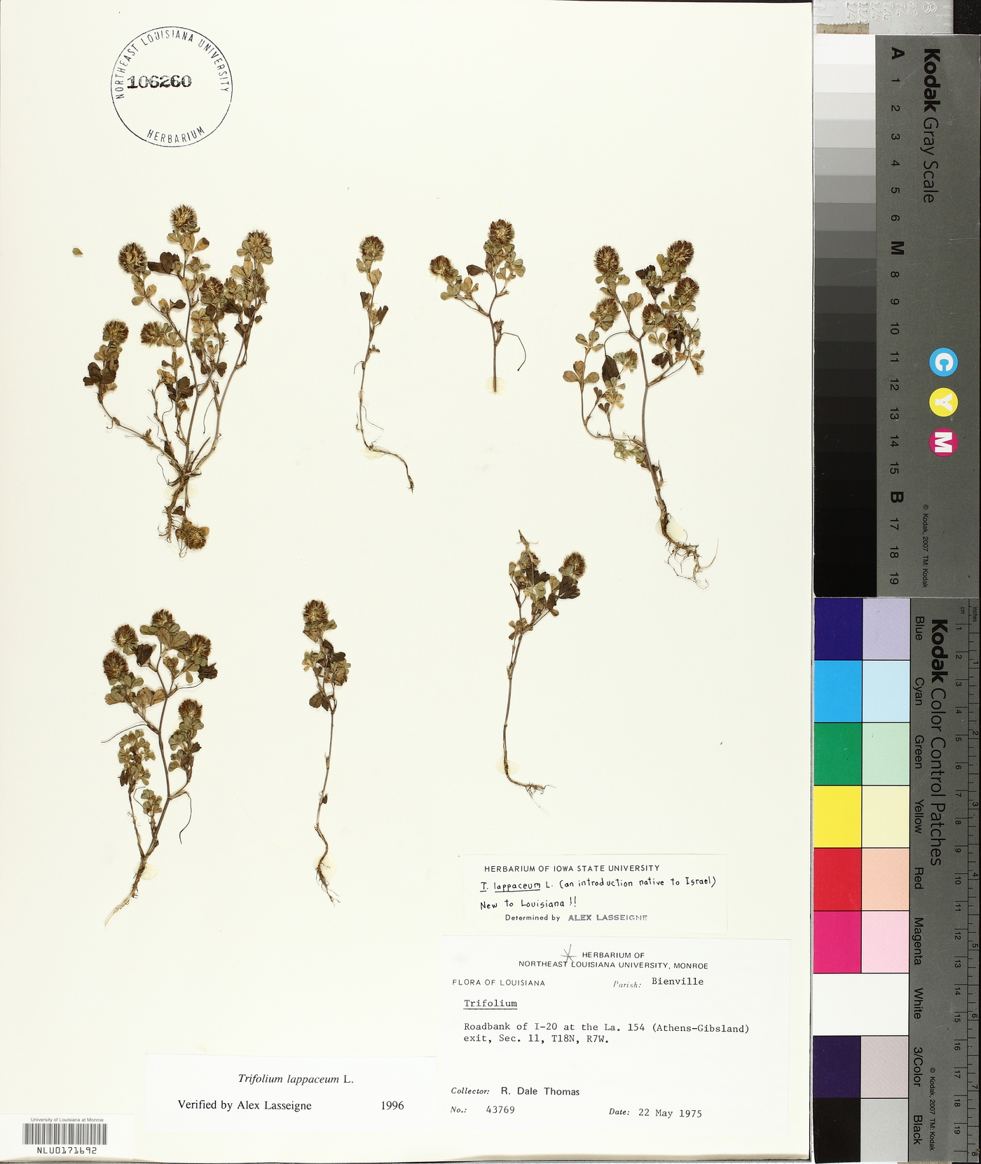 Trifolium lappaceum image