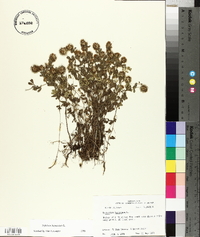 Trifolium lappaceum image