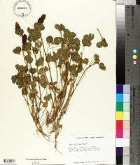 Trifolium incarnatum image