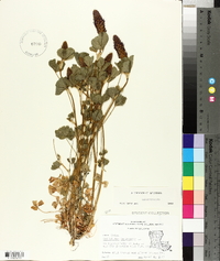 Trifolium incarnatum image