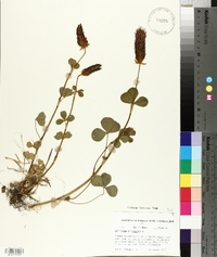 Trifolium incarnatum image