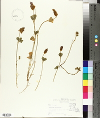 Trifolium incarnatum image