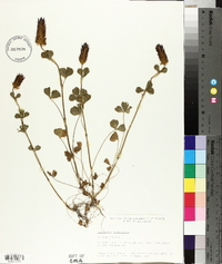 Trifolium incarnatum image