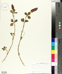 Trifolium incarnatum image