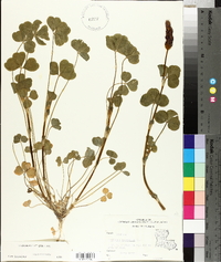 Trifolium incarnatum image