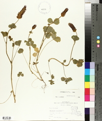 Trifolium incarnatum image