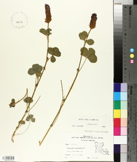 Trifolium incarnatum image