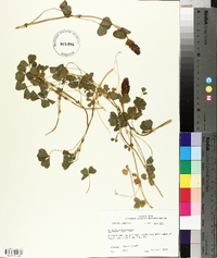 Trifolium incarnatum image