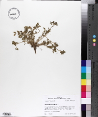 Trifolium resupinatum image