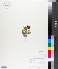 Trifolium reflexum image