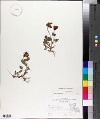 Trifolium reflexum image