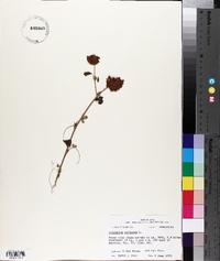 Trifolium reflexum image