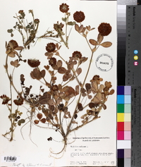 Trifolium reflexum image