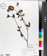 Trifolium vesiculosum image