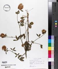 Trifolium vesiculosum image