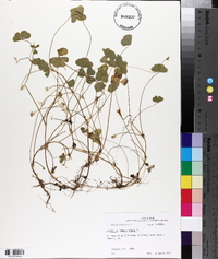 Trifolium subterraneum image