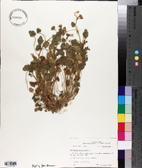 Trifolium subterraneum image