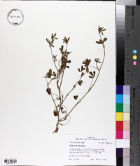 Trifolium striatum image