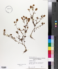 Trifolium arvense image