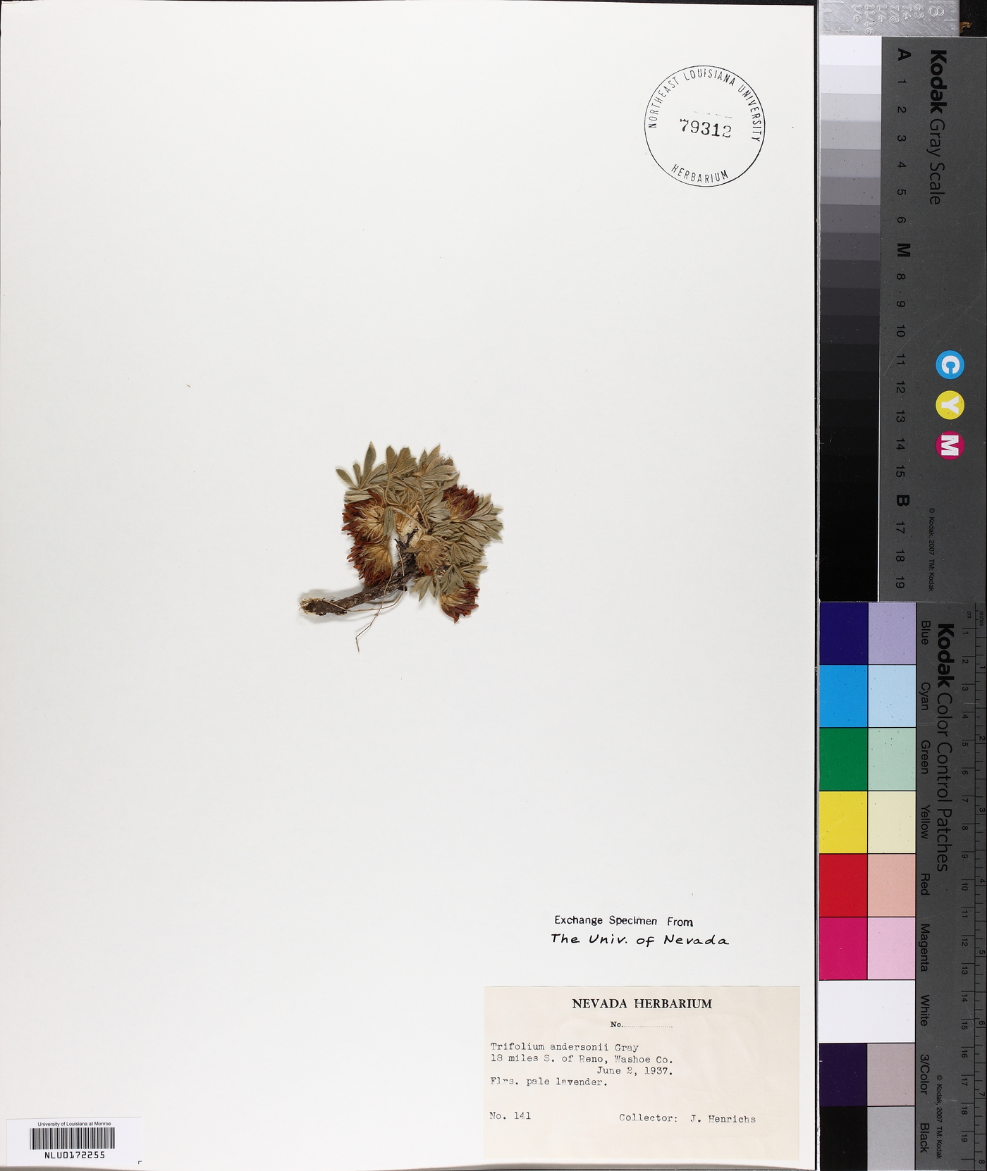 Trifolium andersonii image