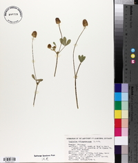 Trifolium albopurpureum image