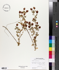 Trifolium aureum image