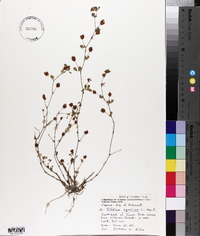 Trifolium aureum image