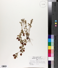 Trifolium aureum image