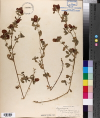 Trifolium aureum image