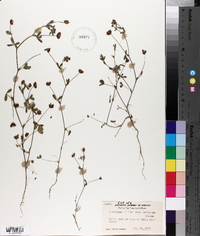 Trifolium bifidum var. decipiens image
