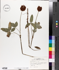 Trifolium beckwithii image