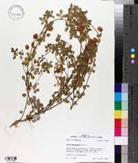 Trifolium aureum image