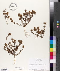 Trifolium arvense image