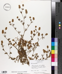 Trifolium arvense image