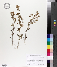 Trifolium arvense image