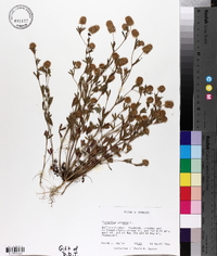 Trifolium arvense image