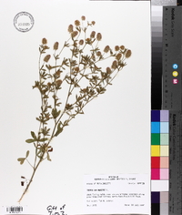 Trifolium arvense image