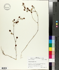 Trifolium dubium image